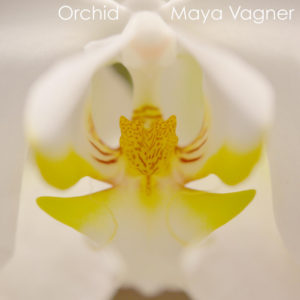 white and yellow orchid flower